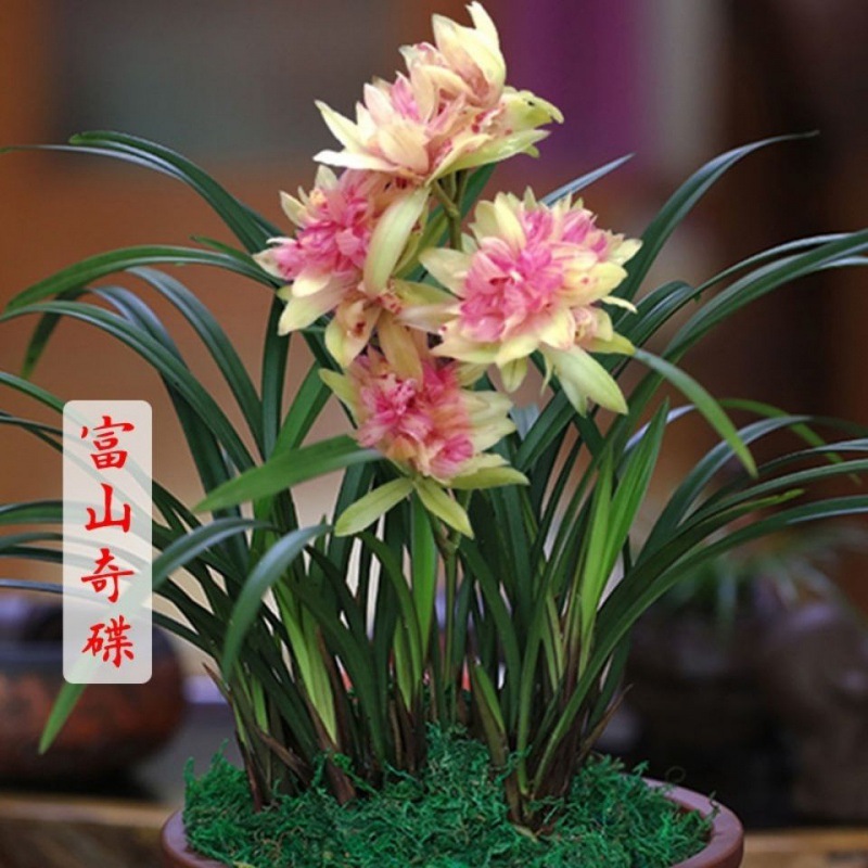 富山奇蝶 开花超香 室内盆栽兰花-阿里巴巴