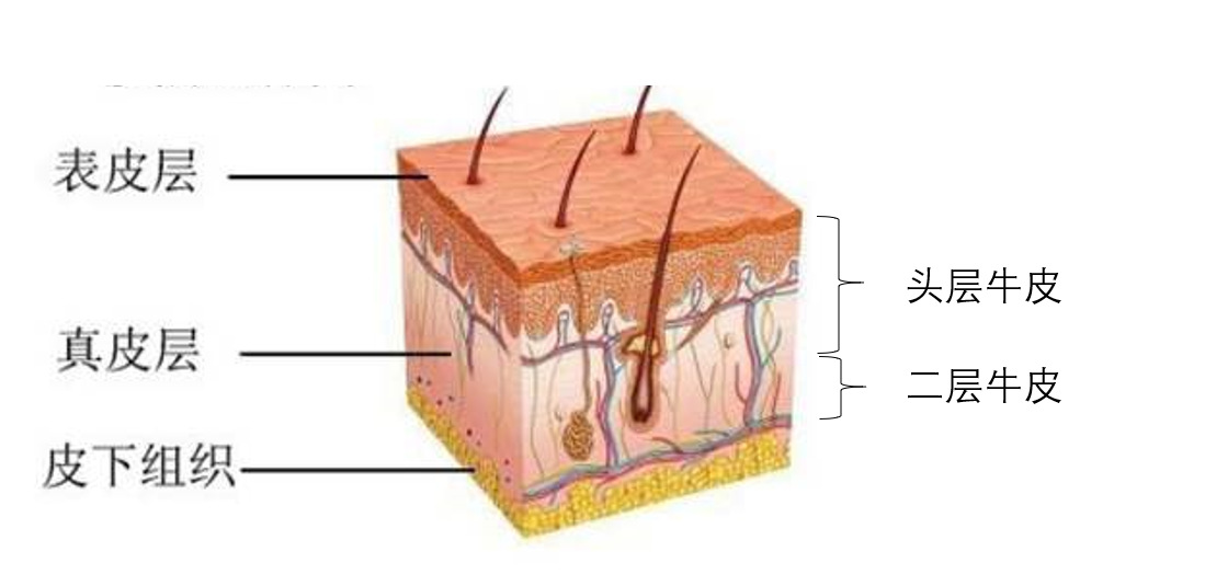 头层和二层牛皮凉席的区别是什么?如何鉴别?