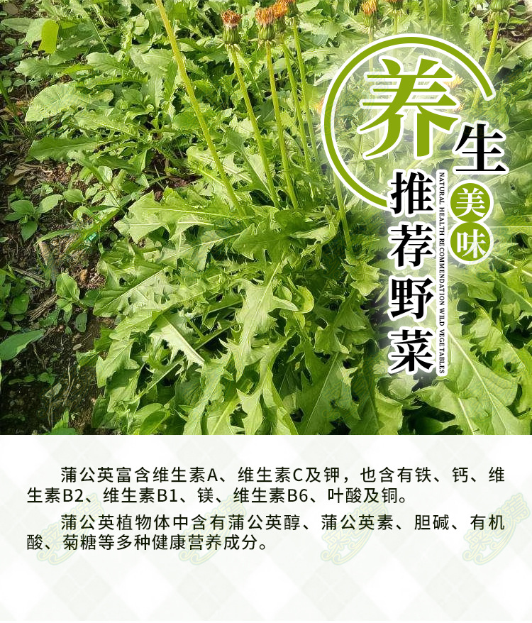 菜老蔫脱水蒲公英无根野菜菜干 饺子包子馄饨用500g婆婆丁整颗