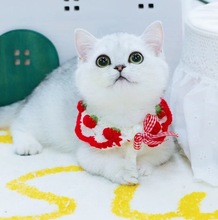 纯种血统英短蓝白猫幼猫崽矮脚曼基康美短起司加白活体宠物蓝猫舍