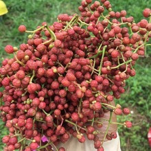 花椒 红花椒自栽植,大红袍,干花,今年新花无籽,味香味麻厂家代发