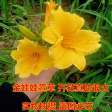 金娃娃萱草大花萱草庭院耐寒耐热宿根花卉冬天休眠麦冬草基地直销