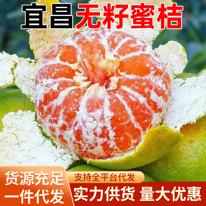 正宗宜昌蜜桔批发大量新鲜孕妇水果蜜橘当季鲜采现发青皮柑橘子
