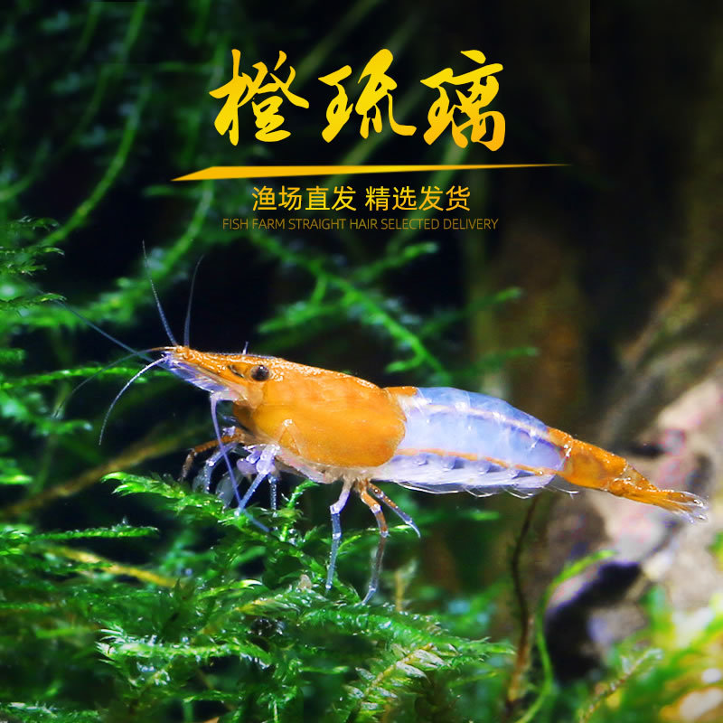 观赏水晶虾活体 红琉璃虾黄琉璃基因橙琉璃虾 工具虾清洁除藻米虾