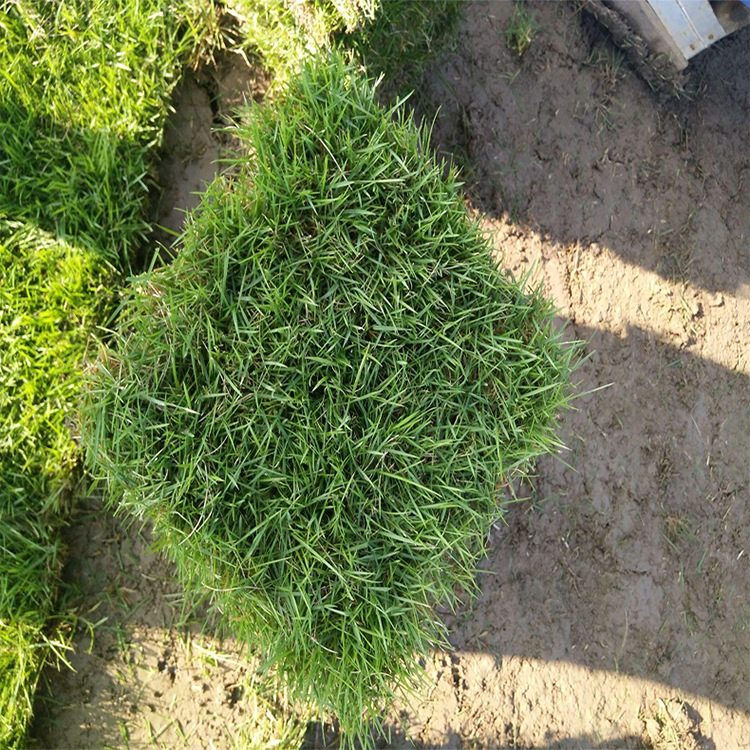 结缕草