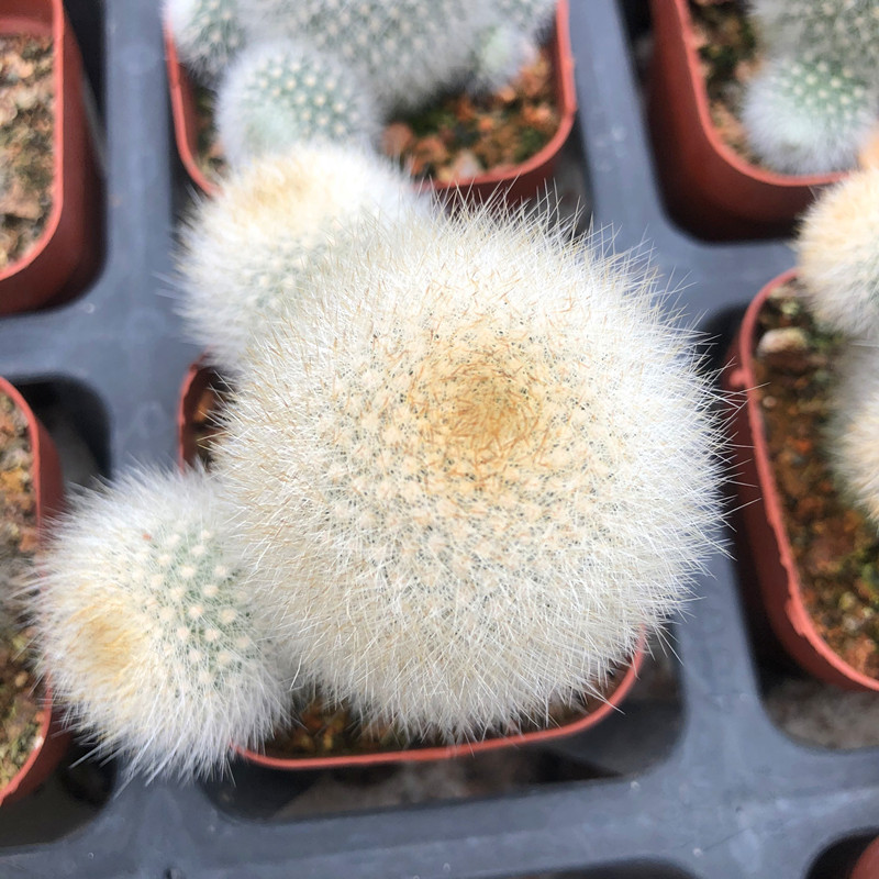 雪丽山开花仙人球 子孙球 宝山属奇趣多肉植物小盆栽