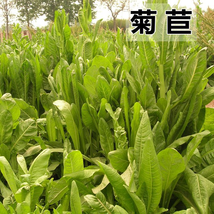 菊苣种籽养殖大叶多年生四季牧草种子羊牛兔鸡鸭鹅猪草种孑鱼再生