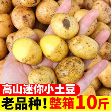 湖北迷你小土豆新鲜小粒黄心土豆很小土豆2/10斤蔬菜非恩施