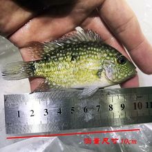 马拉莫宝石鱼 马拉莫 美洲慈鲷鱼_阿里巴巴找货神器