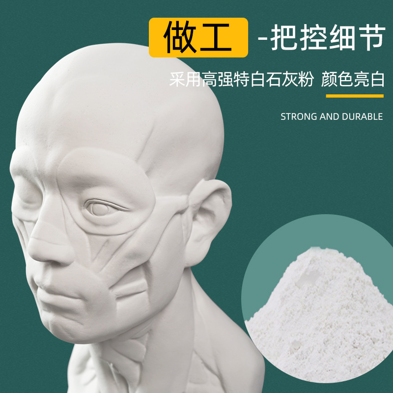 厂家供应肌肉解剖头像石膏教具扒皮人模具素描静物写生美术器材