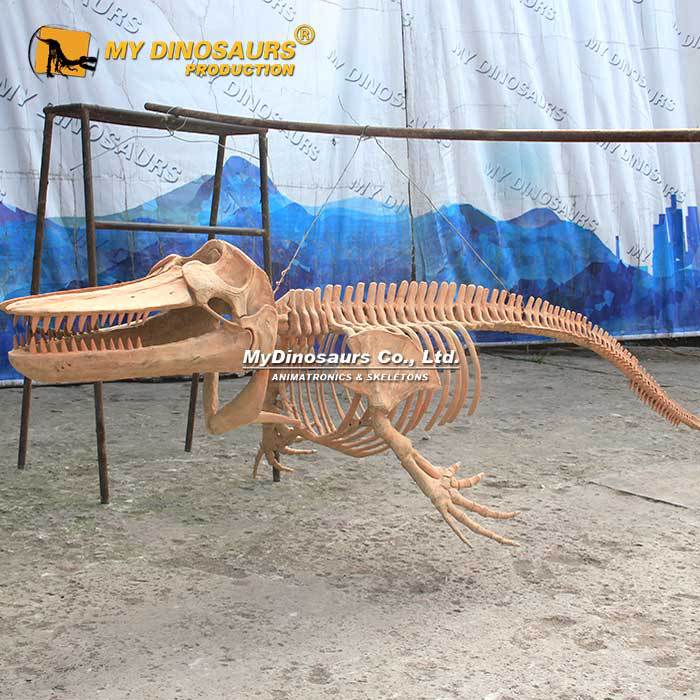 虎鲸杀人鲸拼装骨骼 玻璃钢骨架 橱窗室内餐厅装饰博物馆摆件