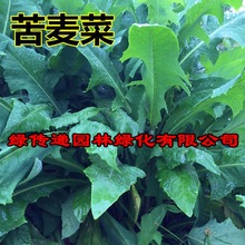 牧草种子 四季花芽苦麦菜种子苦荬菜 苦麻菜种子苦麥菜高产甜唛菜