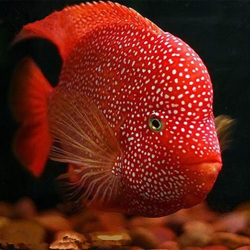 罗汉鱼起头成鱼爆头红马泰金红德萨火凤凰小罗汉鱼苗观赏鱼热带鱼