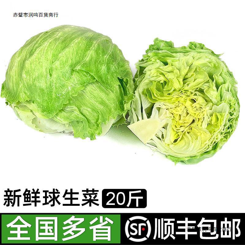 球生菜20斤 汉堡用圆生菜球型西生菜新鲜蔬菜西餐沙拉食材包邮