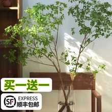 小水培植物吊钟客厅盆栽鲜花真树绿植马醉木水养室内日本鲜切枝条