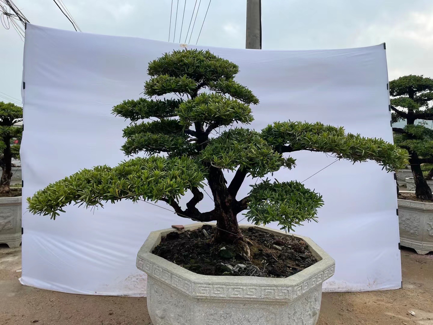 基地直供罗汉松造型树 庭院别墅绿化苗木罗汉松苗 罗汉松大量批发