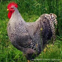 散养半斤芦花鸡脱温鸡苗产蛋多绿皮蛋土鸡小鸡成品母鸡活体价格