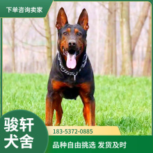 莱州红幼犬活体莱州红猛犬护卫犬狗狗大型犬工作犬猎犬看家护院狗