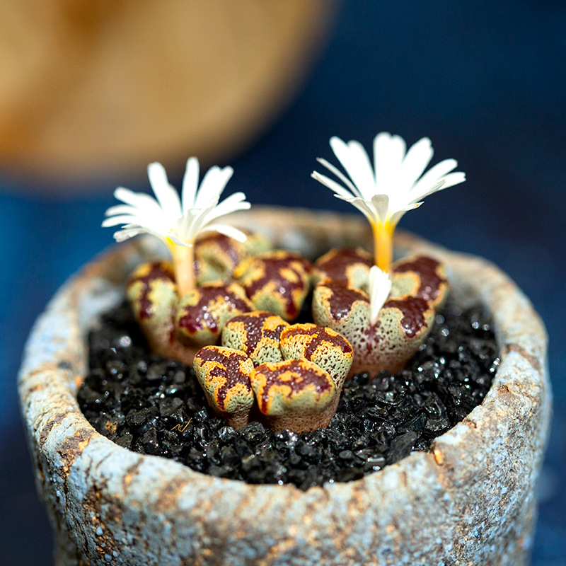 蝴蝶勋章多肉植物肉锥番杏生石花稀有超萌肉肉植物云南多肉