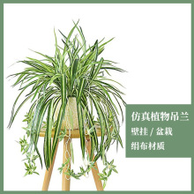 跨境仿真植物吊兰 5叉绢布海葵叶假盆栽植物墙配材绿植壁挂批发