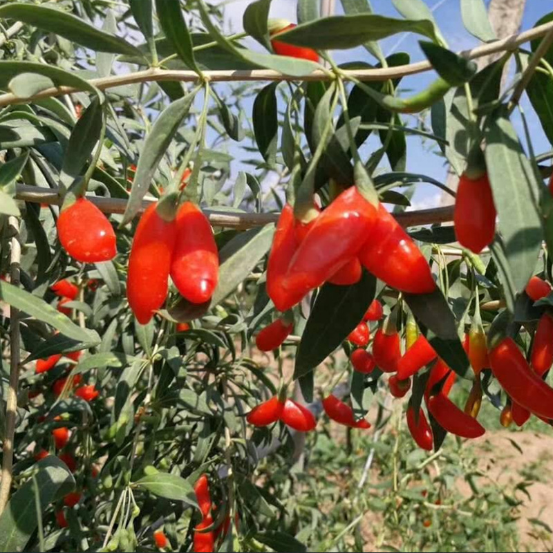 基地批发红枸杞 宁杞9号枸杞苗树苗 盆栽地栽苗 南北方种植