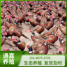 厂家供应散养七彩山鸡幼苗活体 脱温半斤山鸡苗成年山鸡批发价格