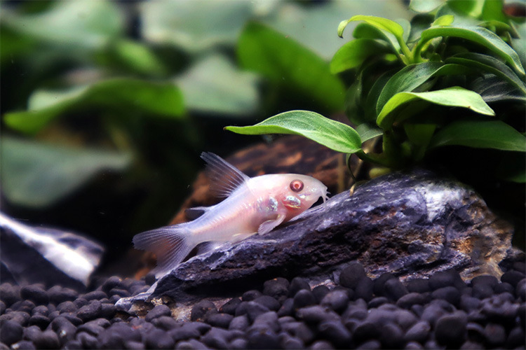 热带鱼清道夫珍珠鼠满天星鼠鱼吃垃圾观赏鱼工具清洁鱼活体鱼批发