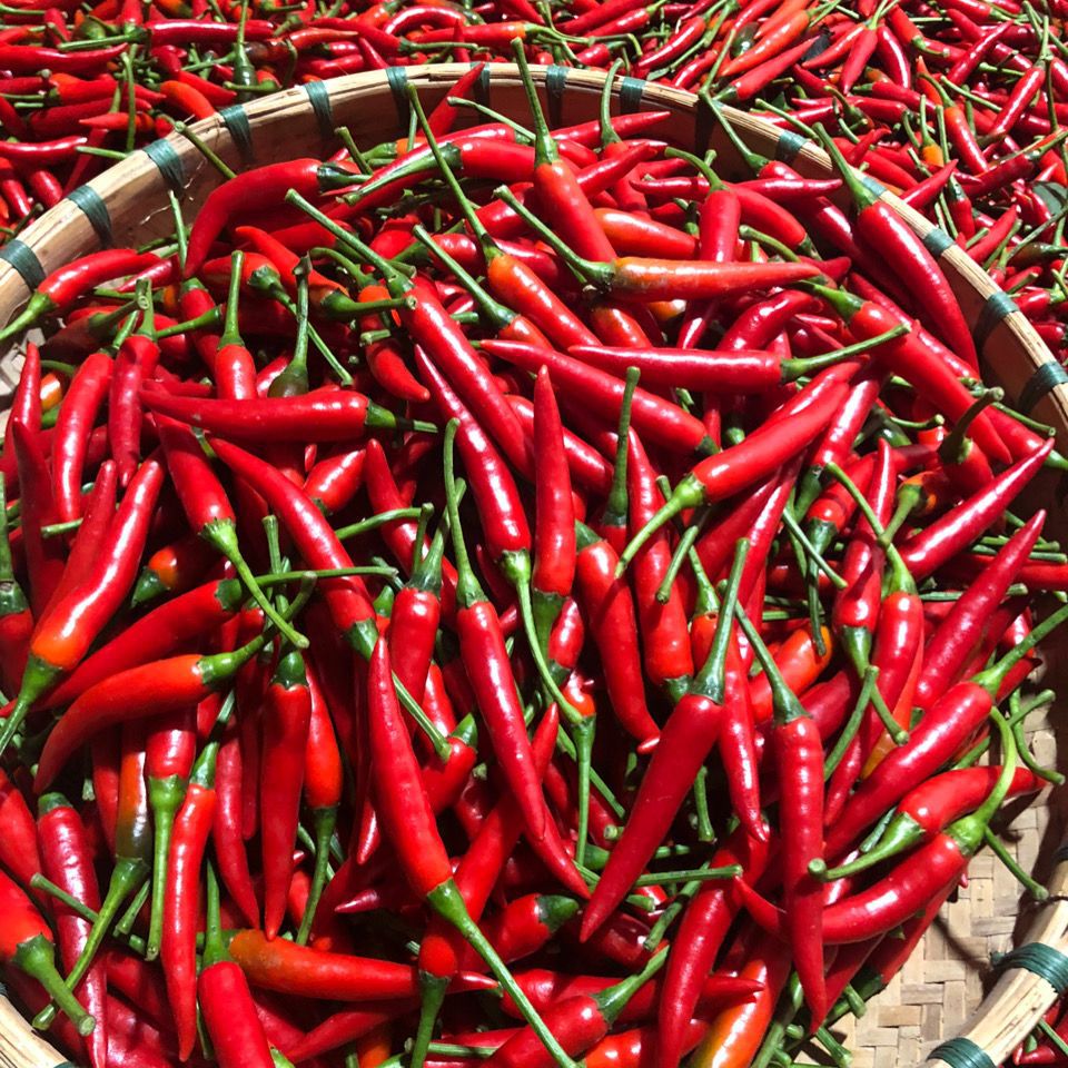 供应有机辣椒