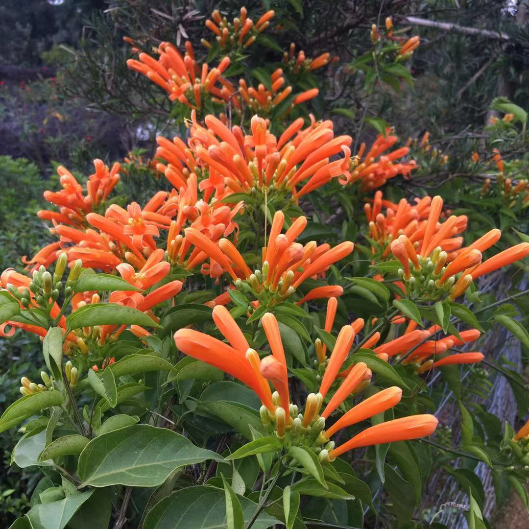 炮仗花攀爬植物鞭炮花盆栽红爆竹花阳台庭院围墙花卉-阿里巴巴