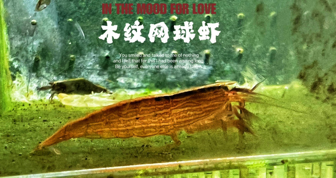 木纹网球虾红鼻虾印度虾琥珀网球虾非洲巨网虾稀有虾短腕米虾其他