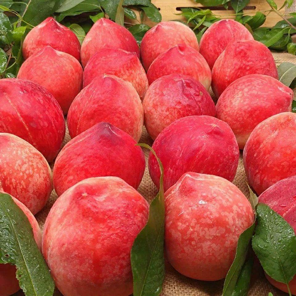 水蜜桃5斤水果新鲜当季脆甜孕妇大桃子整箱应季毛桃超甜脆甜桃子