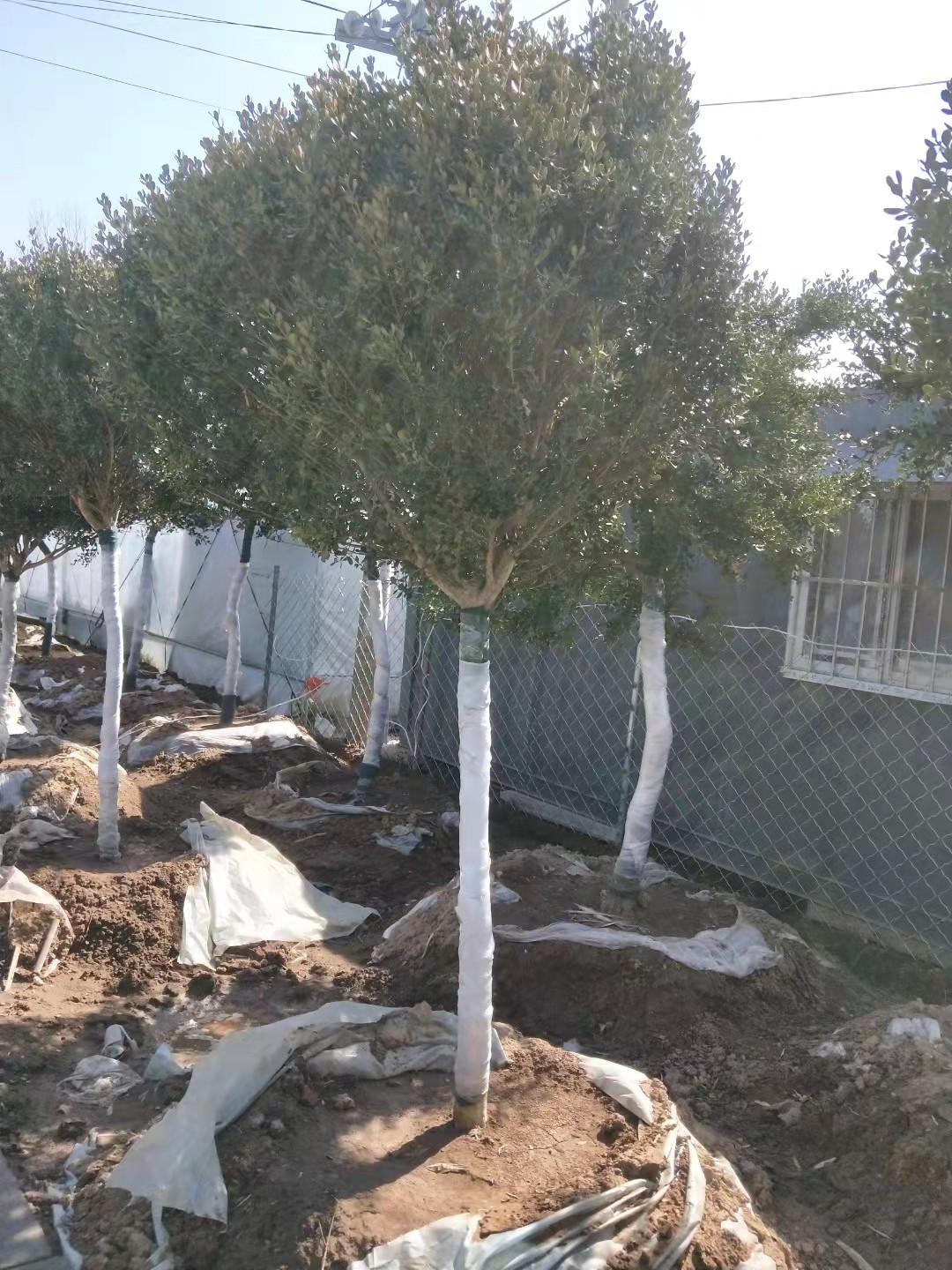 5成交0件相似围墙篱笆植物大叶北海道黄杨冬青树耐寒庭院绿篱树别墅绿