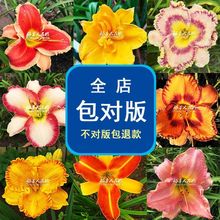 金娃娃红色海盗金光大道萱盆栽阳台花园植物庭院花境花卉