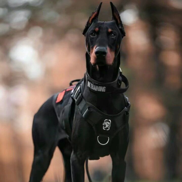 纯种杜宾犬幼犬活体双血统立耳正宗德系美系大型犬短毛霸气护卫犬