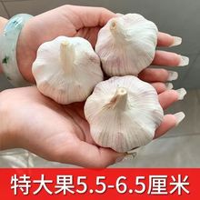 蒜头级新干蒜紫白皮大蒜新鲜大蒜头3/5/0斤批发价金乡现货代发