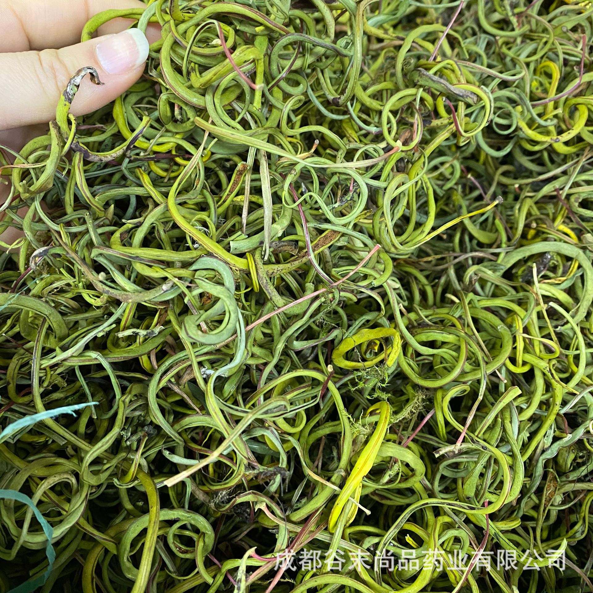 批发化石草500克 散装产地直供肾精草肾经草肾精茶中药材一件代发