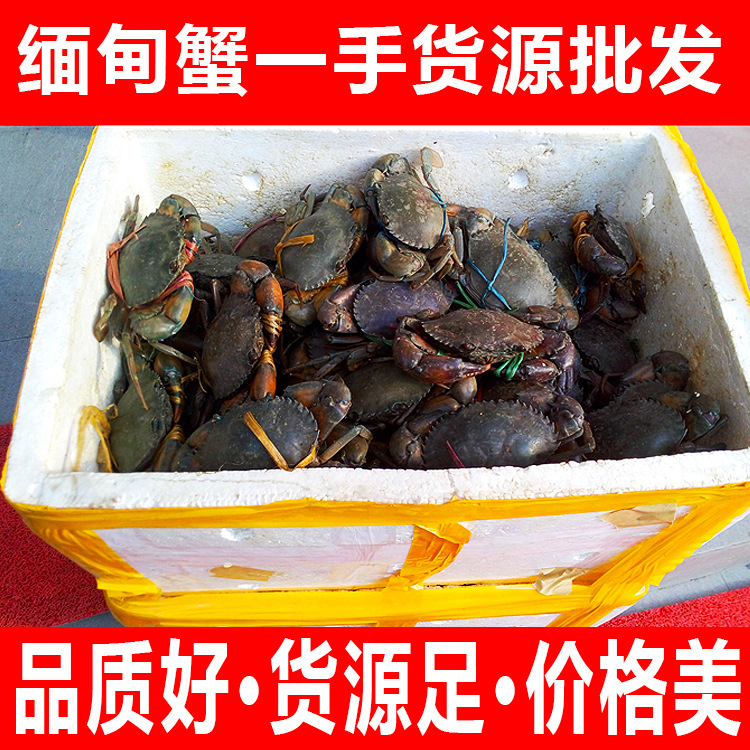 缅甸进口螃蟹鲜活 肉蟹 孟加拉蟹 香辣蟹 迷踪蟹 青蟹 原产地直销