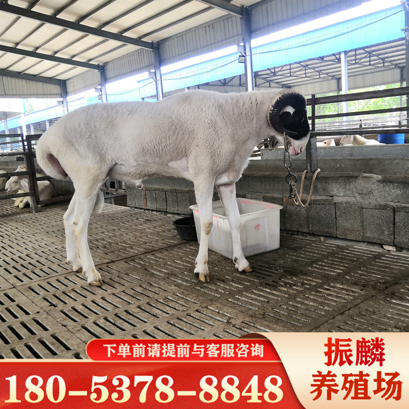 小尾寒羊羊羔 种羊波尔山羊 杜泊绵羊利润怎么样 图片_高清大图