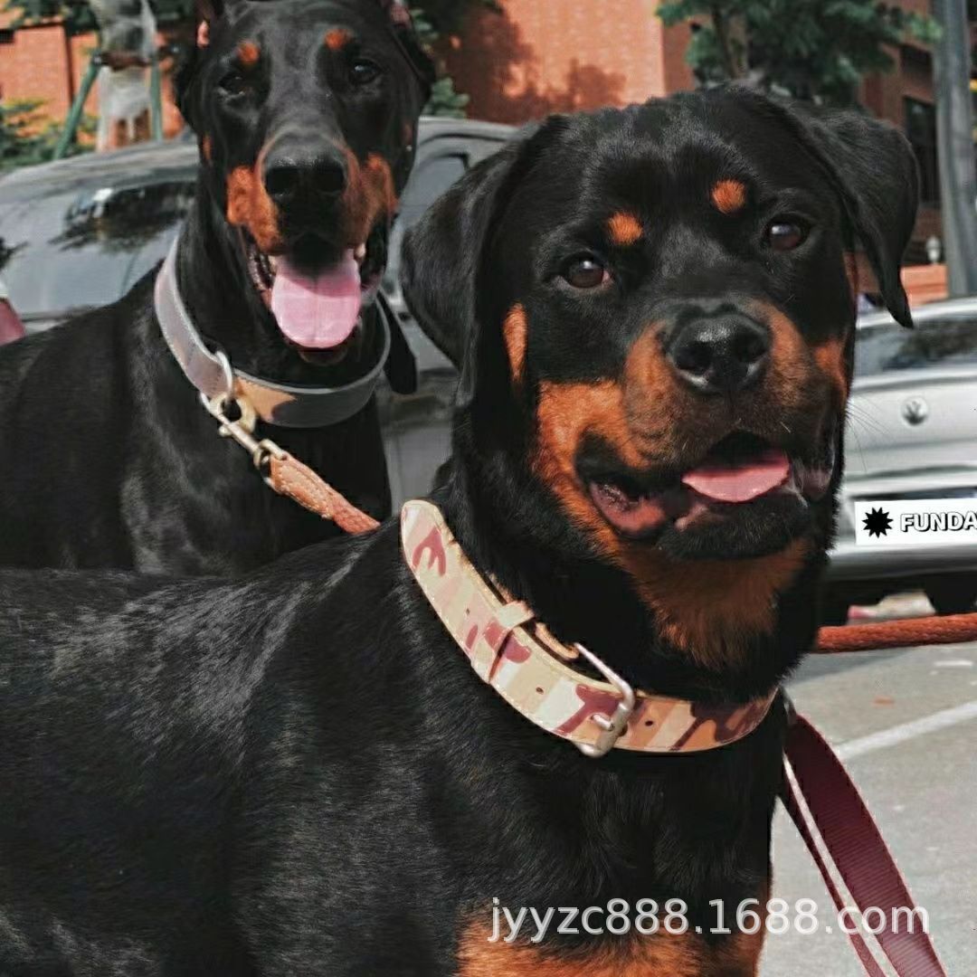 批发德系罗威纳幼犬活体小狗罗威纳护卫犬大型猛犬工作犬宠物狗狗