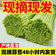 2024现摘新鲜蒜苔5斤蒜薹农家蒜毫自种蒜苗当季应季蔬菜蒜心1-9斤