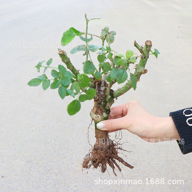 玫瑰花苗盆栽月季花根大花绿植阳台室内庭院易活老根浓香月季花苗