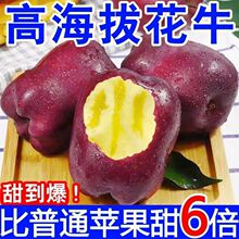 甘肃天水特级花牛苹果超甜粉面宝宝辅食蛇果新鲜应季水果整箱批发