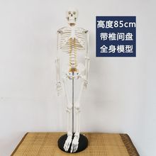 85cm椎间盘医学人体结构骨骼骨架全身解剖人骷髅关节模型教学器材