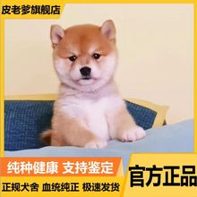 柴犬活体出售日本柴犬柴犬幼犬纯种活物豆柴家养小型柴犬宠物狗