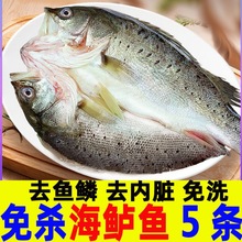 海鲈鱼批发开背鲈鱼深海七星鲈鱼去鳃去净鱼生鲜鱼类海鲜水产批发