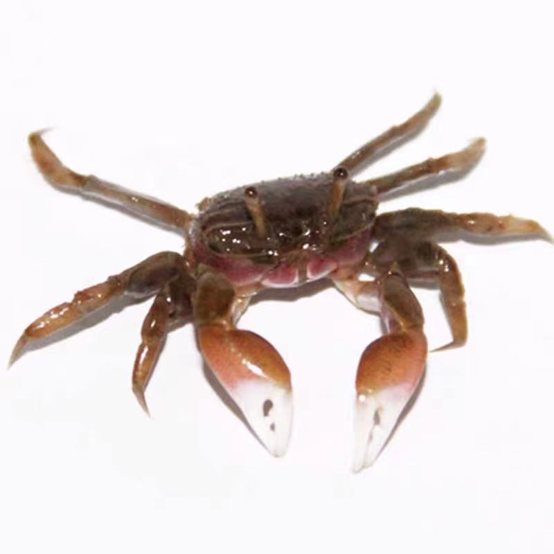 批发辣椒蟹活体观赏蟹1-2厘米淡水深水蟹可鱼虾混养量大包邮包损