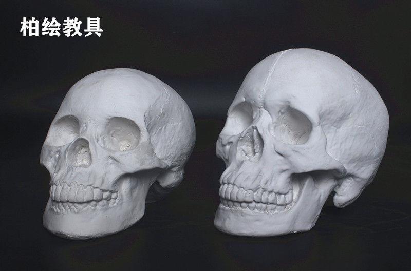 头骨石膏像素描教具男女头骨石膏像女头骨石膏像解剖头肌石膏头骨