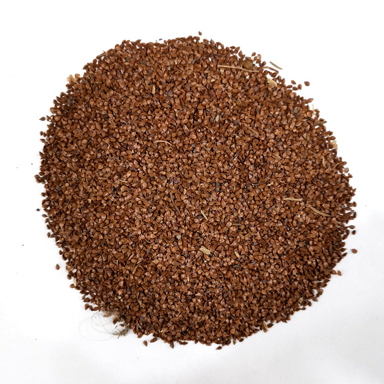 鲁梅克斯种子k-1杂交酸模巴天酸模营养丰富耐寒耐旱耐盐碱牧草