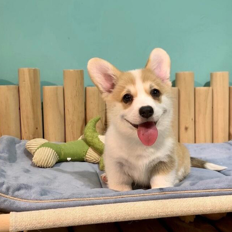 柯基幼犬柯基犬纯种三色柯基幼崽柯基狗幼犬柯基犬两色小短腿狗狗