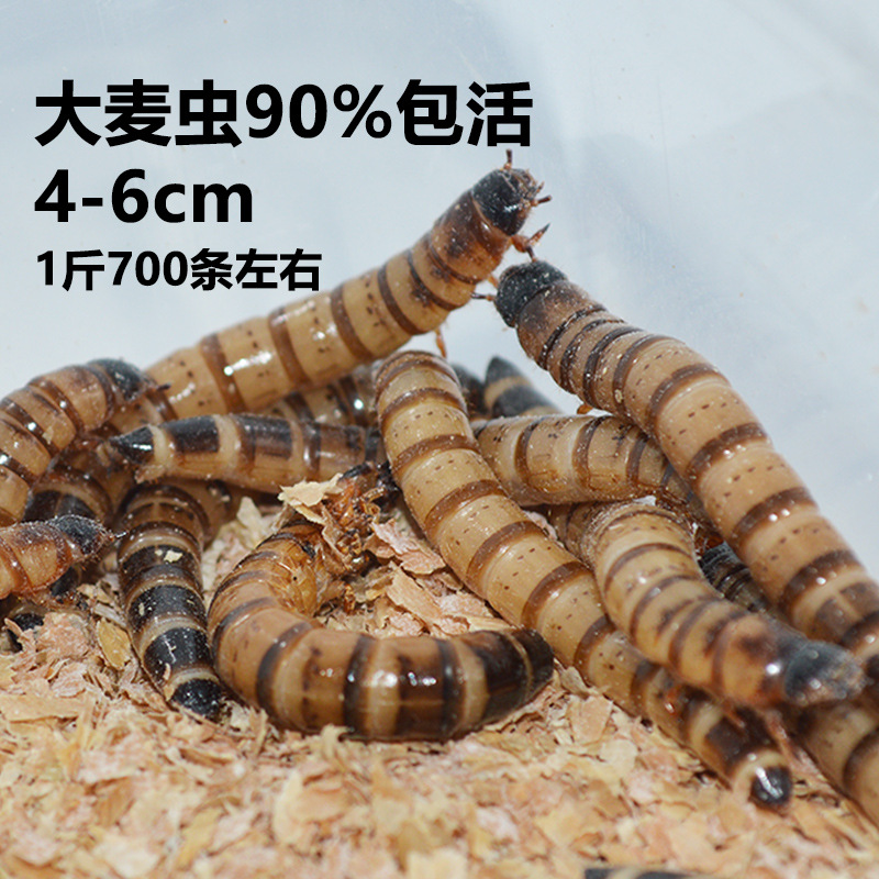 画眉鸟虫